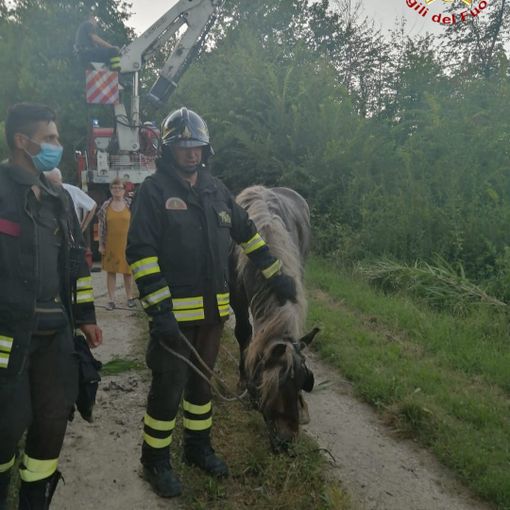 Cavallo scivola in una scarpata, salvato dai pronto intervento dei vigili del fuoco