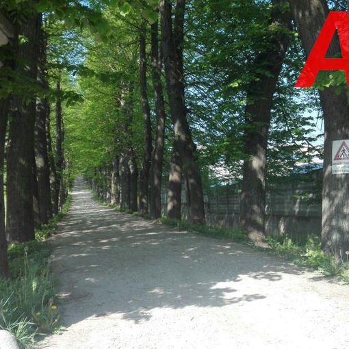 Valgera: ambientalisti in allarme per il potenziale abbattimenti di 167 tigli, a fronte di solo 30 effettivamente malati