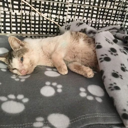 Travor, il gatto preso a fucilate