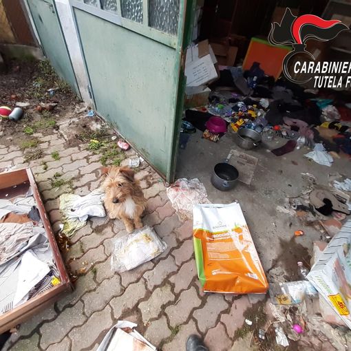 Casorzo, cagnolino abbandonato tra cumuli di rifiuti: denunciato il proprietario