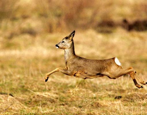 Caprioli, scontro Provincia di Asti - LAV: il TAR dà ragione agli animalisti