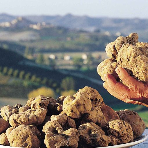 Piatto con tartufi bianchi