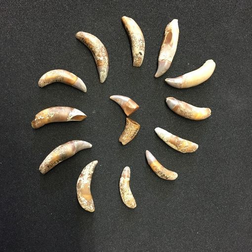 Denti delfinide