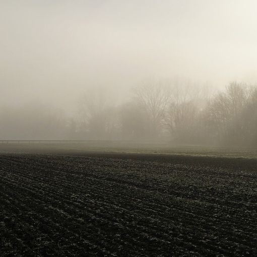 nebbia nel campo