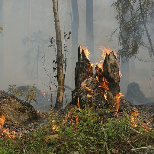 incendio in un bosco