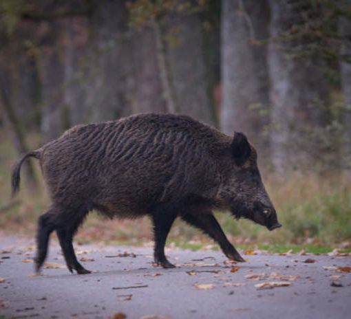 La Regione Piemonte propone un tavolo nazionale contro i pericoli della fauna selvatica
