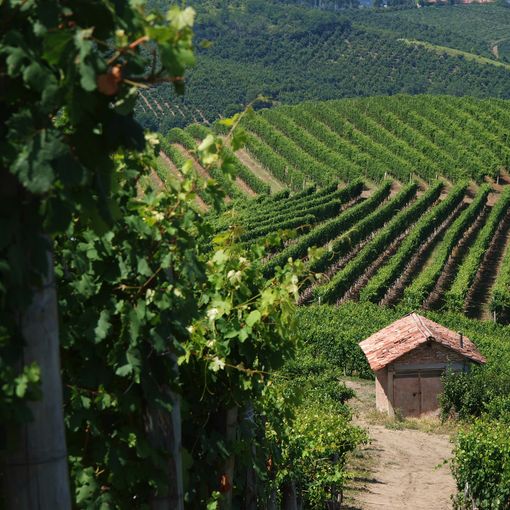 Golosoria preannuncia una domenica monferrina tra bellezza e gusto