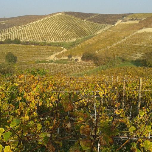 I vigneti di Langhe monferrato Roero