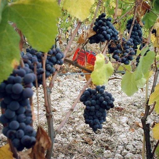 I 3 vitigni a bacca nera della Toscana da conoscere