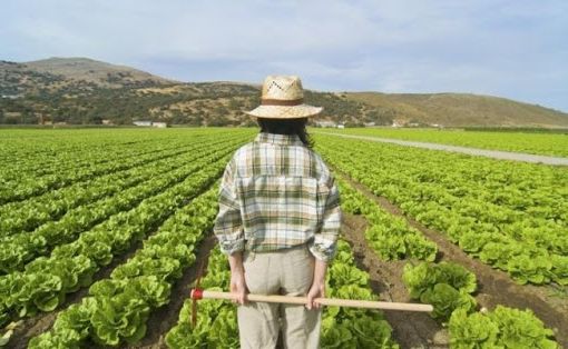 Impresa agricola, contadino in un campo