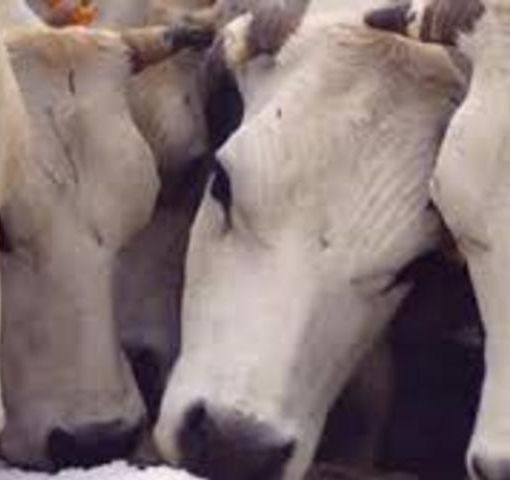 'La piemontese ieri, oggi e domani'. Si parla di carne e salute in un convegno a Tigliole