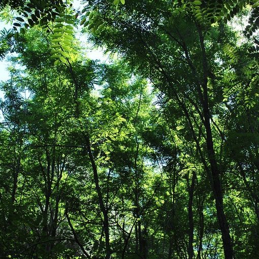 Festa dell’Albero 2019: da domani piantumazioni contro l’emergenza climatica