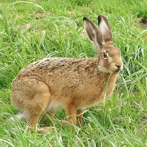 Assolto con formula piena l'ex tesoriere di Federcaccia Asti per il caso 'Lepus aliena'