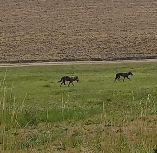 Alcuni lupi avvistati nelle campagne di Moncalvo