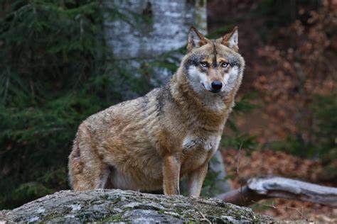 Lupi: si indennizzano gli agricoltori piemontesi per i danni causati dagli animali