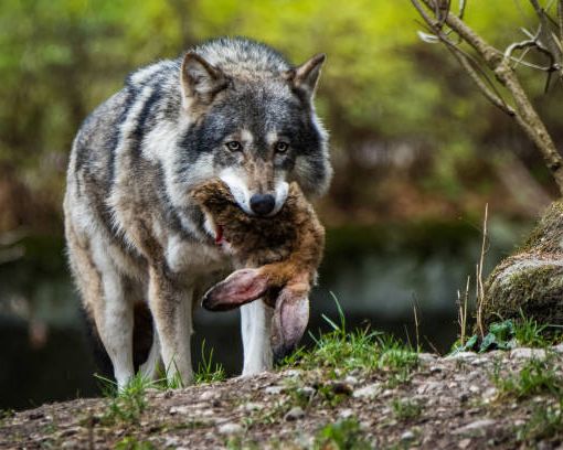 Risarcimento per gli allevatori piemontesi a causa dei danni da predazione dai lupi