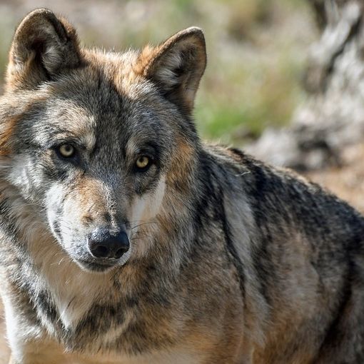 Confagricoltura Piemonte: &quot;Troppi lupi, occorre intervenire&quot;