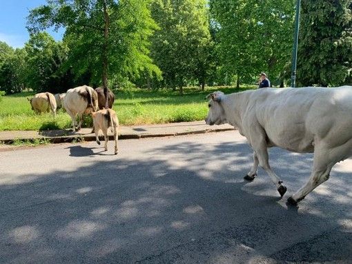 Boccata d'ossigeno per gli allevatori piemontesi: 94 milioni alle stalle in crisi