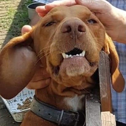 Maggy, tornata dai padroni
