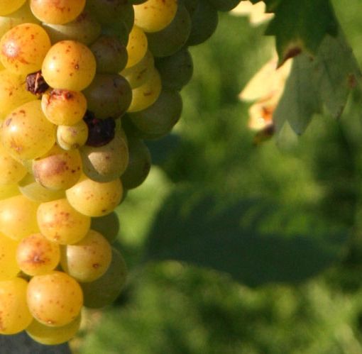 Dopo la conferma della crescita dell'Asti Spumante e del Moscato d'Asti Docg, al via lo sblocco riserva vendemmiale