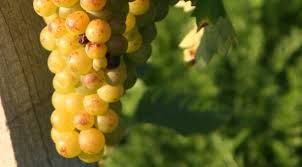Confagricoltura sul Moscato: “La Regione coordini lo sviluppo del comparto”
