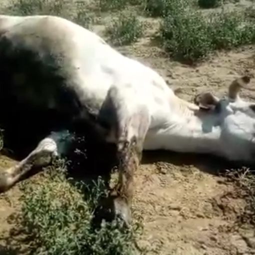 Un frame tratto dal video
