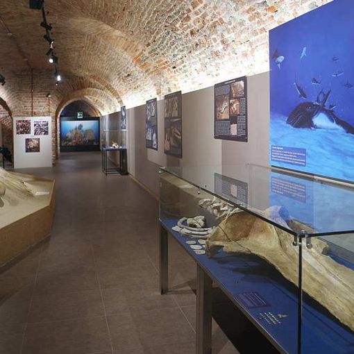Una delle sale che compongono il Museo Paleontologico dell'Astigiano