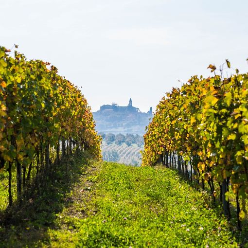 Nizza Docg: l'Associazione produttori chiude un 2023 da record