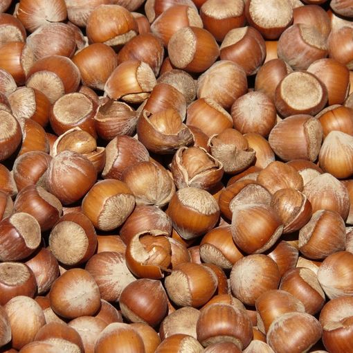 Cia: &quot;Siccità e prezzi bassi stanno mettendo fuori mercato le nocciole piemontesi&quot;