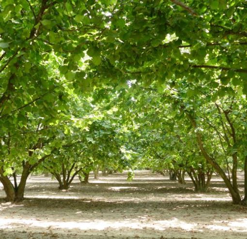 Verde pubblico, Ambiente Asti interroga l'amministrazione sul Piano del Verde