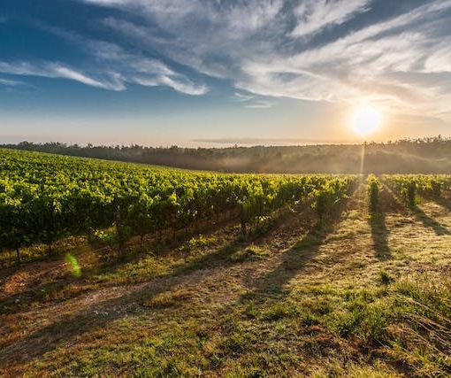 Produttori vinicoli lanciano un grido d'allarme: servono soluzioni per affrontare un periodo critico per l'agricoltura