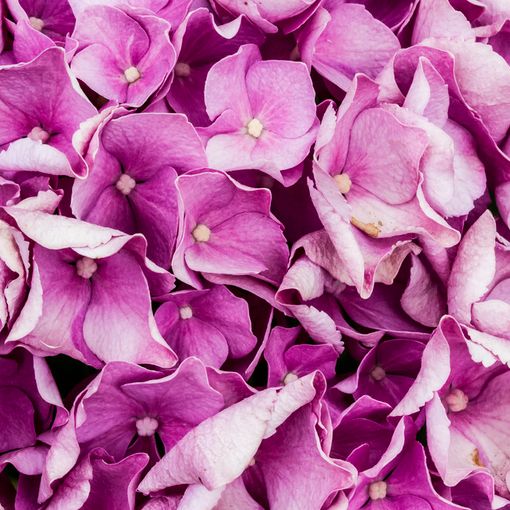 Un fiore per combattere la sclerosi multipla: questo weekend l'AISM torna in piazza