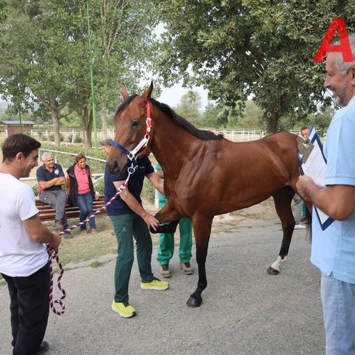 Uno dei cavalli sottoposti a visita nel corso della giornata di oggi