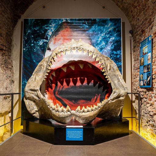 Asti ospiterà la XXIIesima edizione delle Giornate della Paleontologia con 'Paleodays 2022'