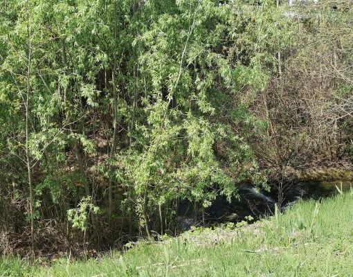 Anche quest'anno la passeggiata alla riscoperta del fiume Borbore