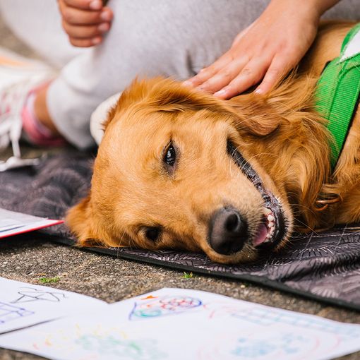Pet teraphy: la Regione incontra gli operatori del settore lunedì 13 giugno