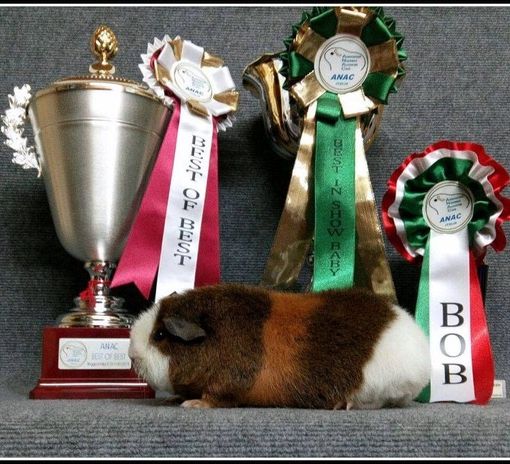 Piacenza: a Petsfestival, dal 19 al 20 ottobre, vanno in scena le cavie peruviane