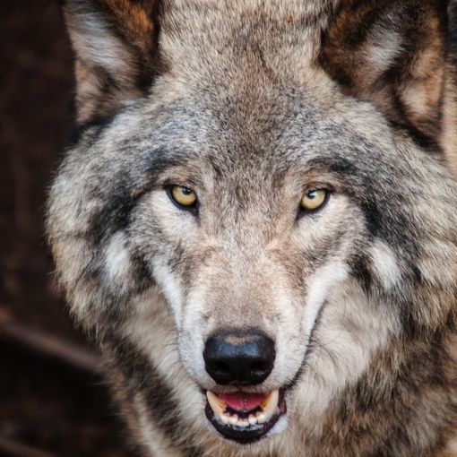 Apre il bando regionale a sostegno degli allevatori piemontesi per la protezione del bestiame dalla fauna selvatica