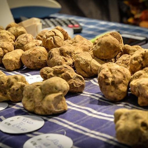 Tartufi, Senatore Berutti: “Valorizzare le zone di raccolta sviluppando la tracciabilità attraverso il DNA”