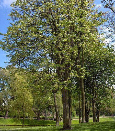 Ad Asti il 4 aprile appuntamento con &quot;Alberi per il futuro&quot;, con il Movimento 5 Stelle