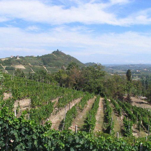 Asti Spumante e Moscato d’Asti docg: la vendemmia inizia dal primo settembre. &quot;Uve sane e di qualità&quot;