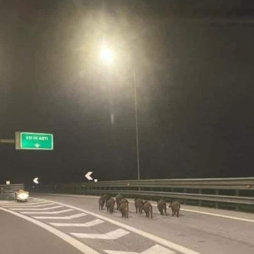 Asti: la foto dei cinghiali in autostrada è diventata virale in poche ore