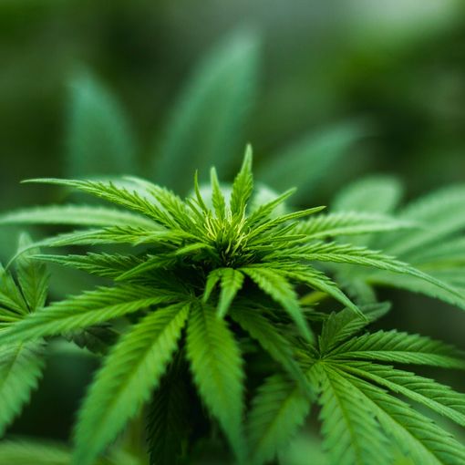 La canapa legale è per forza una sativa?