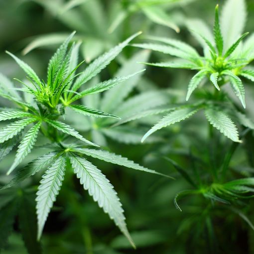 Nuove iniziative rischiano di spingere la coltivazione della cannabis nel mainstream