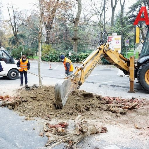 Piantumazione nuovi alberi in via rosselli (archivio 2020 MerfePhoto)
