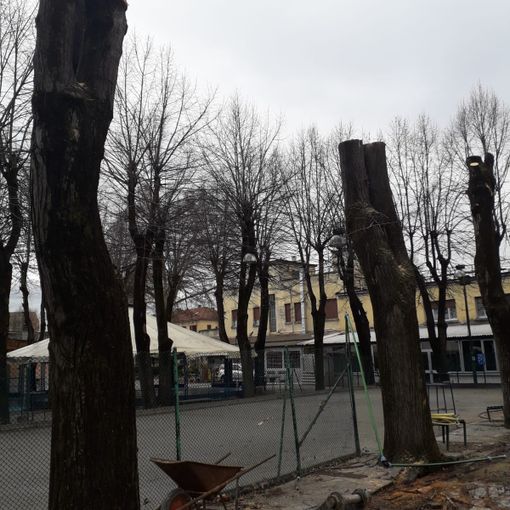 Legambiente esprime sconcerto per l'abbattimento di 12 alberi all'interno del circolo Way Assauto