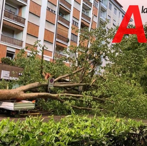 Ad Asti prosegue la messa a dimora di nuove piante, in via Rosselli 4 nuovi platani