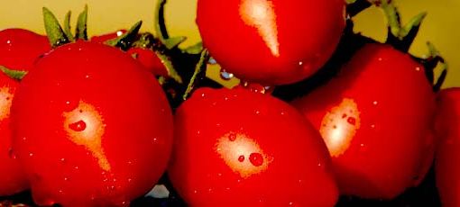 Immagine tratta dal sito www.fondazioneslowfood.com