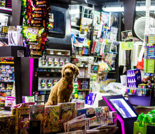 Dove trovare le migliori offerte per prodotti per animali online