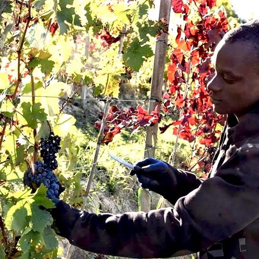 Cia Asti lancia &quot;Migranti in campo&quot;, progetto pilota con Piam per superare la carenza di manodopera